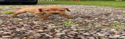 Labrador Retriever dogs for sale: Dark Fox Red Labrador 1 MALE LEFT🏡 KC Registered - Advert 4