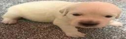 Golden Retriever dogs for sale: Beautiful healthy puppies - Advert 26