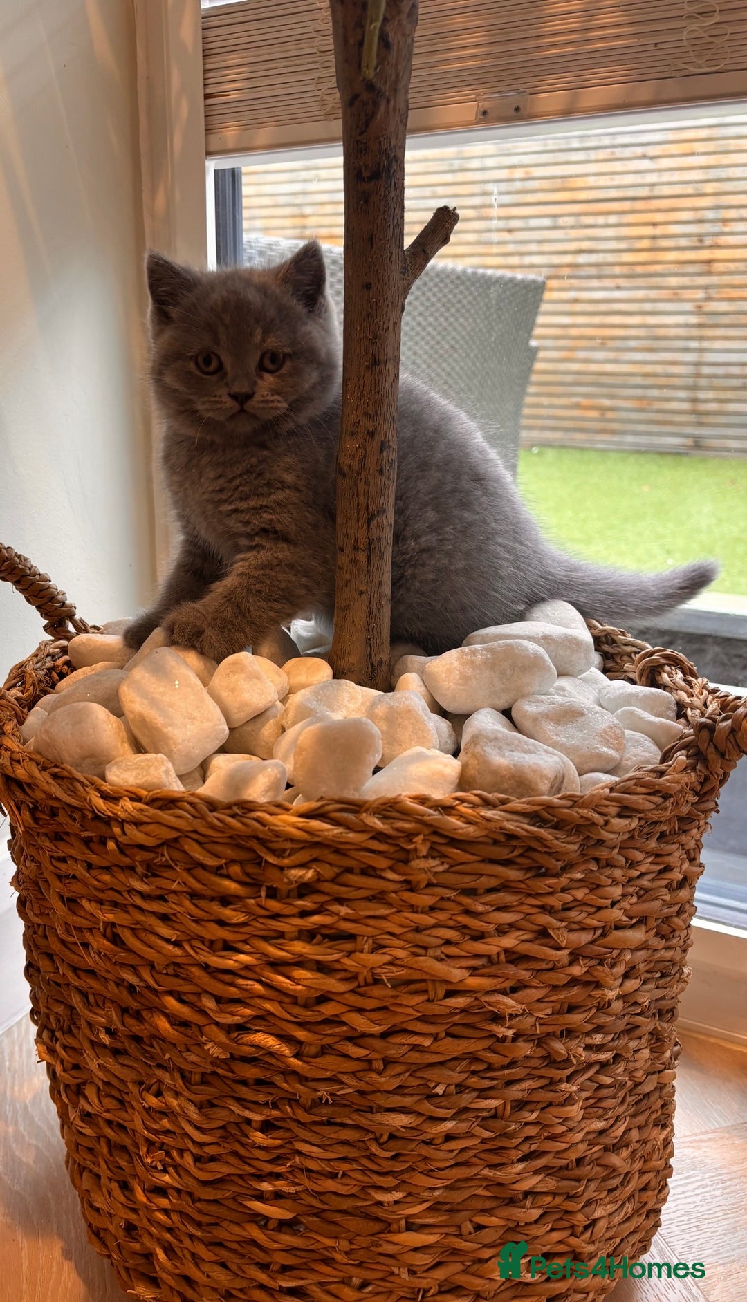 British Shorthair cats for sale: British shorthair kittens  - Advert 1