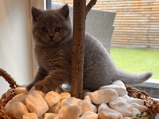 British Shorthair cats British shorthair kittens - Advert 8