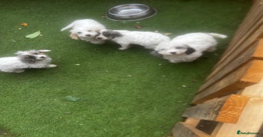 Cockapoo dogs - Advert 10