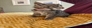 Mixed Breed Kitten 5