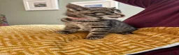 Mixed Breed cats for sale: Beautiful kittens in Strathdon - Advert 9