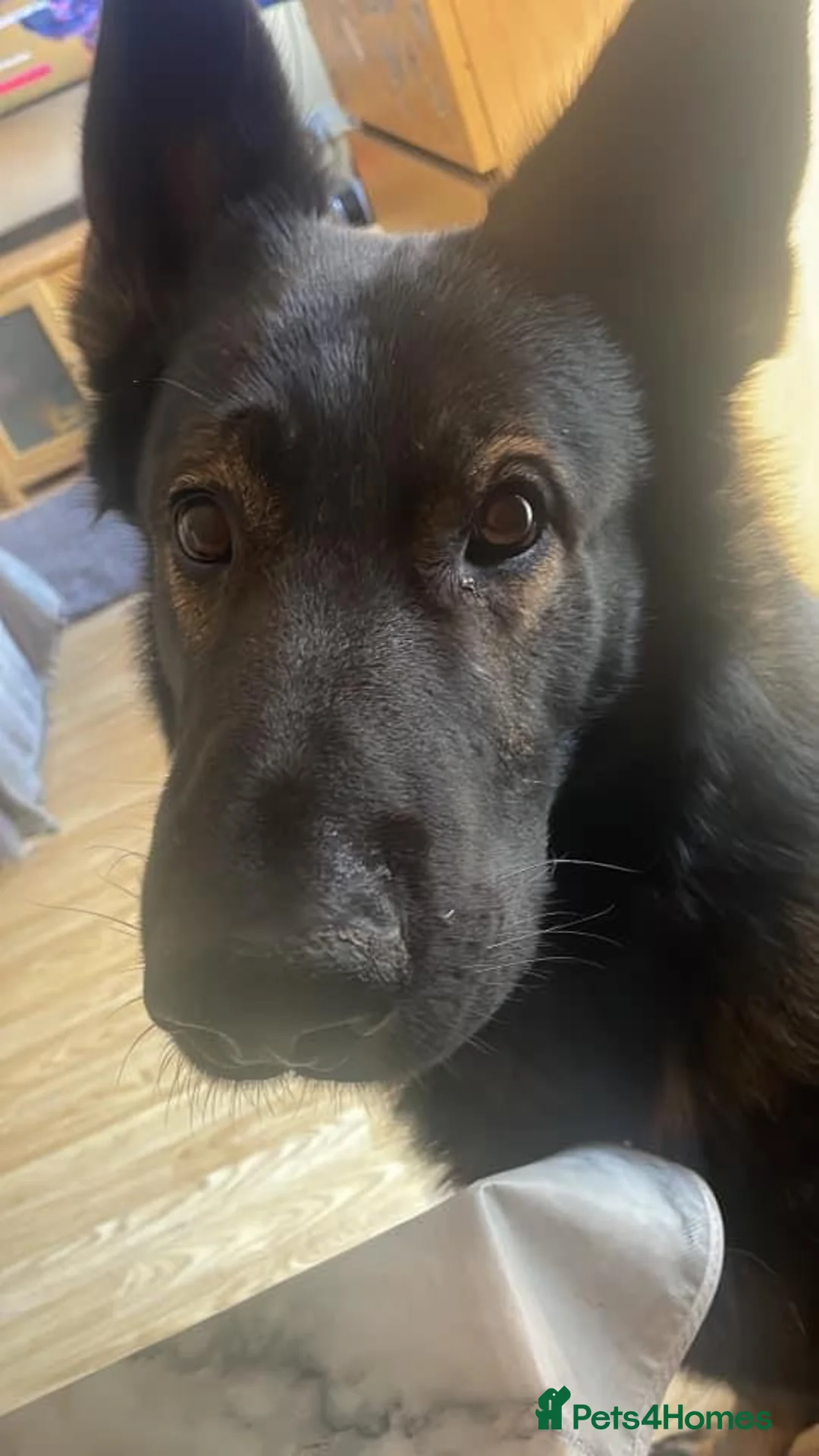 German Shepherd dogs for stud: Rocky  in Wellingborough - Advert 8