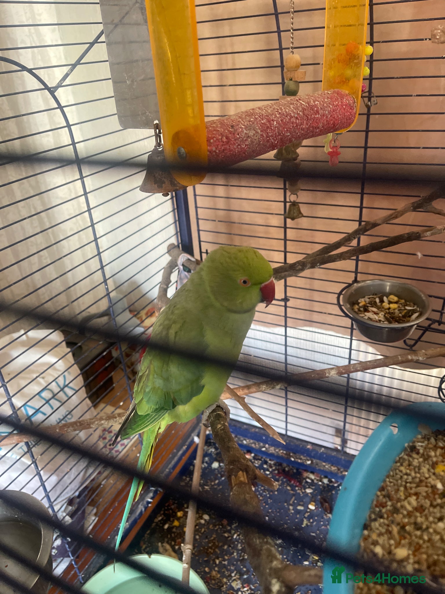 Parakeets birds Beautiful Indian ring neck parakeet  - Advert 4