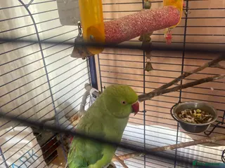 Parakeets birds Beautiful Indian ring neck parakeet - Advert 4