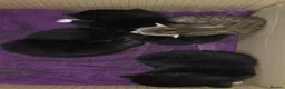 Mixed Breed cats for sale: 7 kittens, Mackerel, ghost marked, blotchy tuxedo - Advert 9