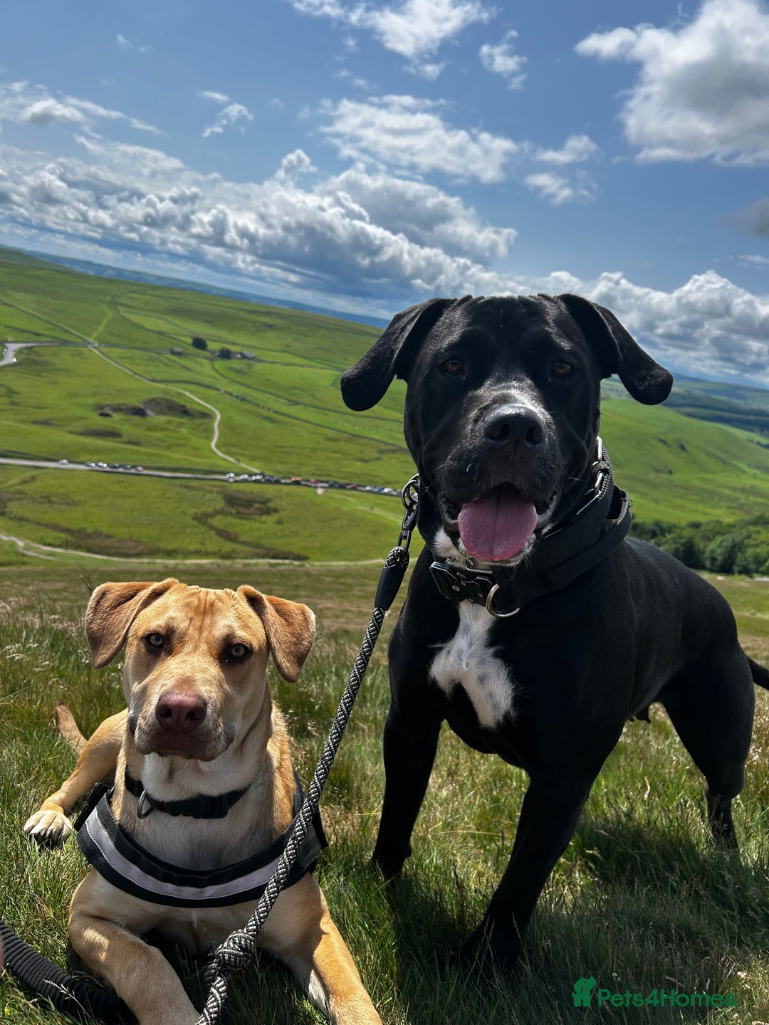 Mixed Breed dogs for sale: Shadow cane corso x labrador  - Image 5