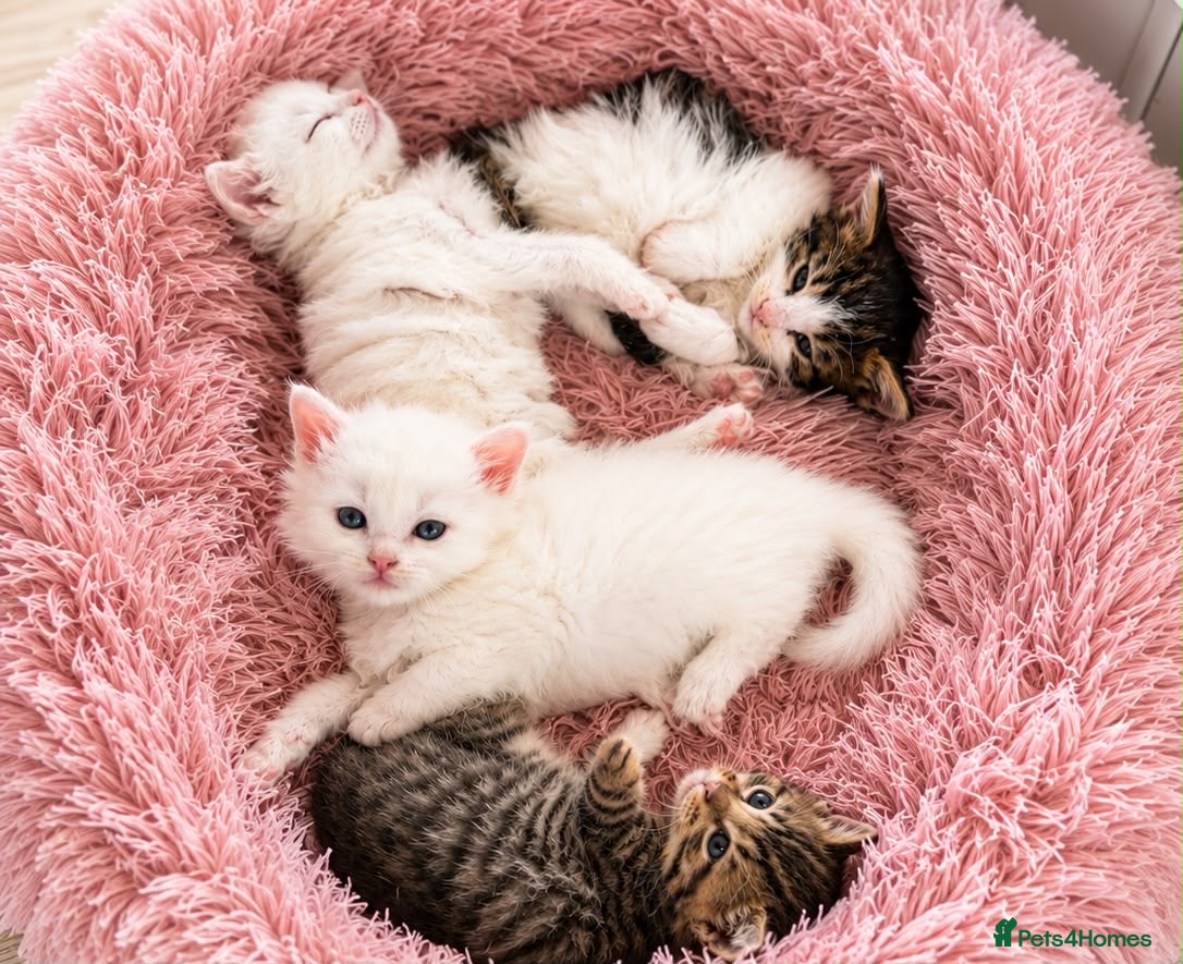 Siberian cats Four Fluffy kittens - Advert 4
