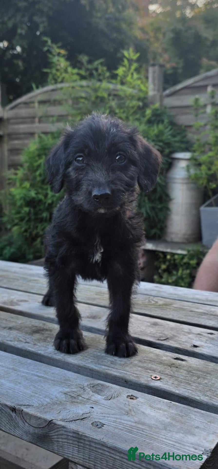 Mixed Breed dogs READY NOW 3 GIRLS LEFT Labradoodle x - Advert 2