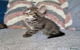 Ragdoll cats for sale: Ragdoll cross - Image 14