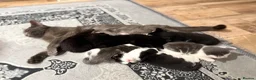 Mixed Breed cats for sale: Loving kittens for sale- 4boys 2girls  - Advert 2