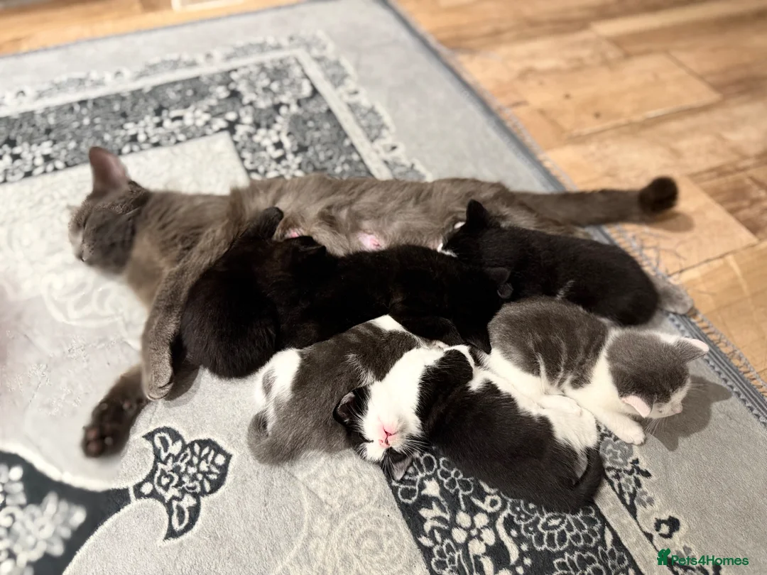 Mixed Breed cats for sale: Loving kittens for sale- 4boys 2girls  - Advert 2