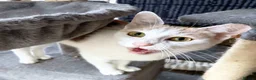 Mixed Breed cats for adoption: 🐱🍊 Meet Papaya – she's one in a melon! in Edinburgh - Advert 4