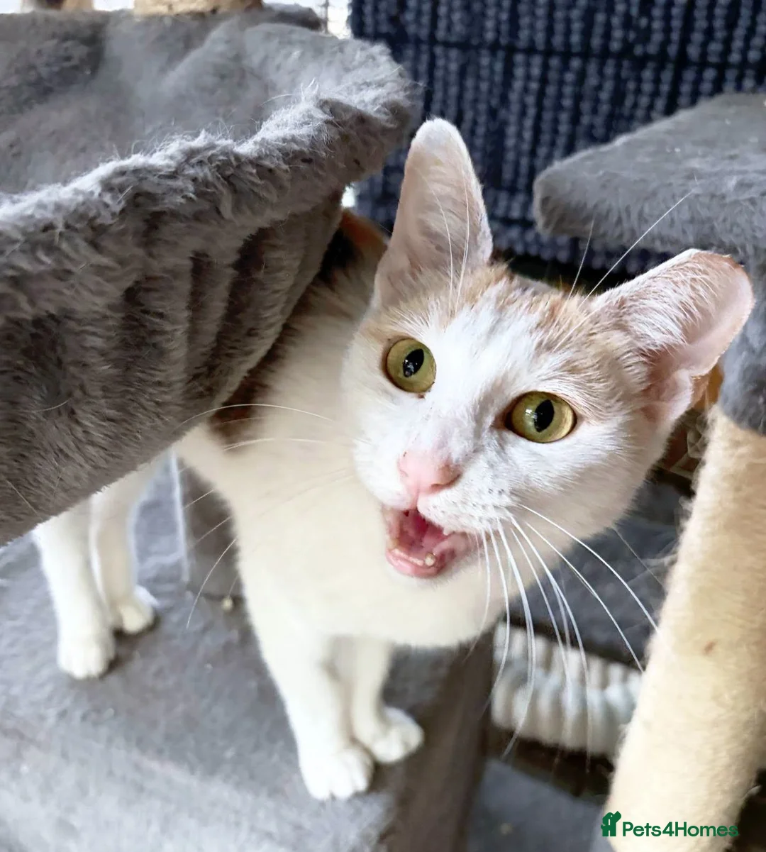 Mixed Breed cats for adoption: 🐱🍊 Meet Papaya – she's one in a melon! in Edinburgh - Advert 4