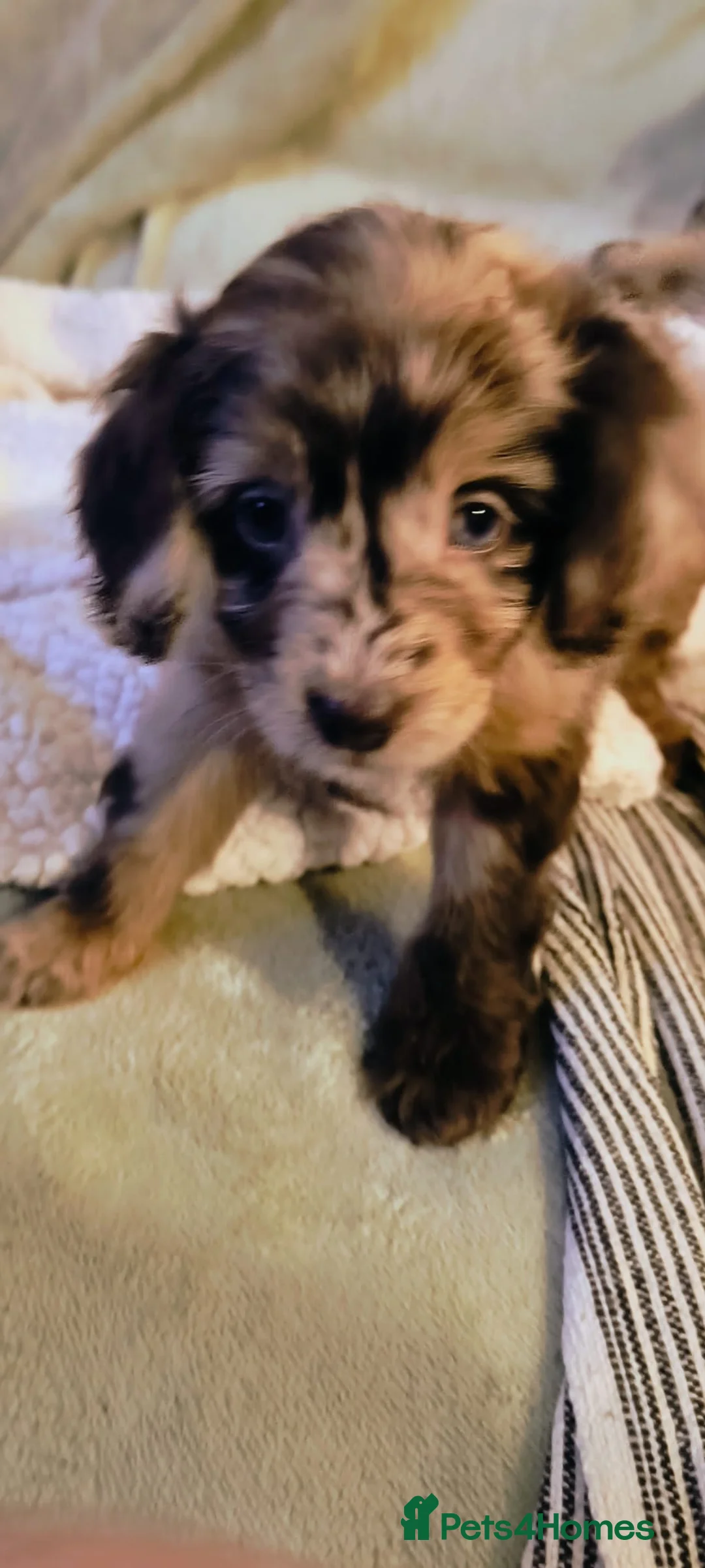 Cockapoo dogs for sale: Cockapoo - Advert 21