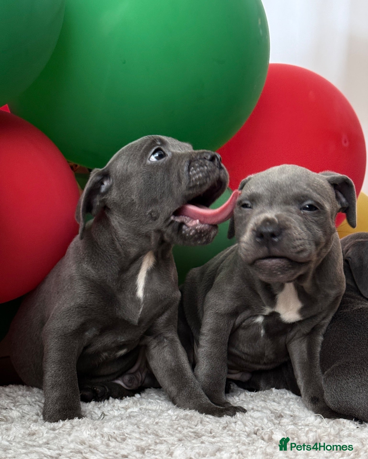 Staffordshire Bull Terrier dogs Staffordshire Bull Terrier puppies!  - Advert 2