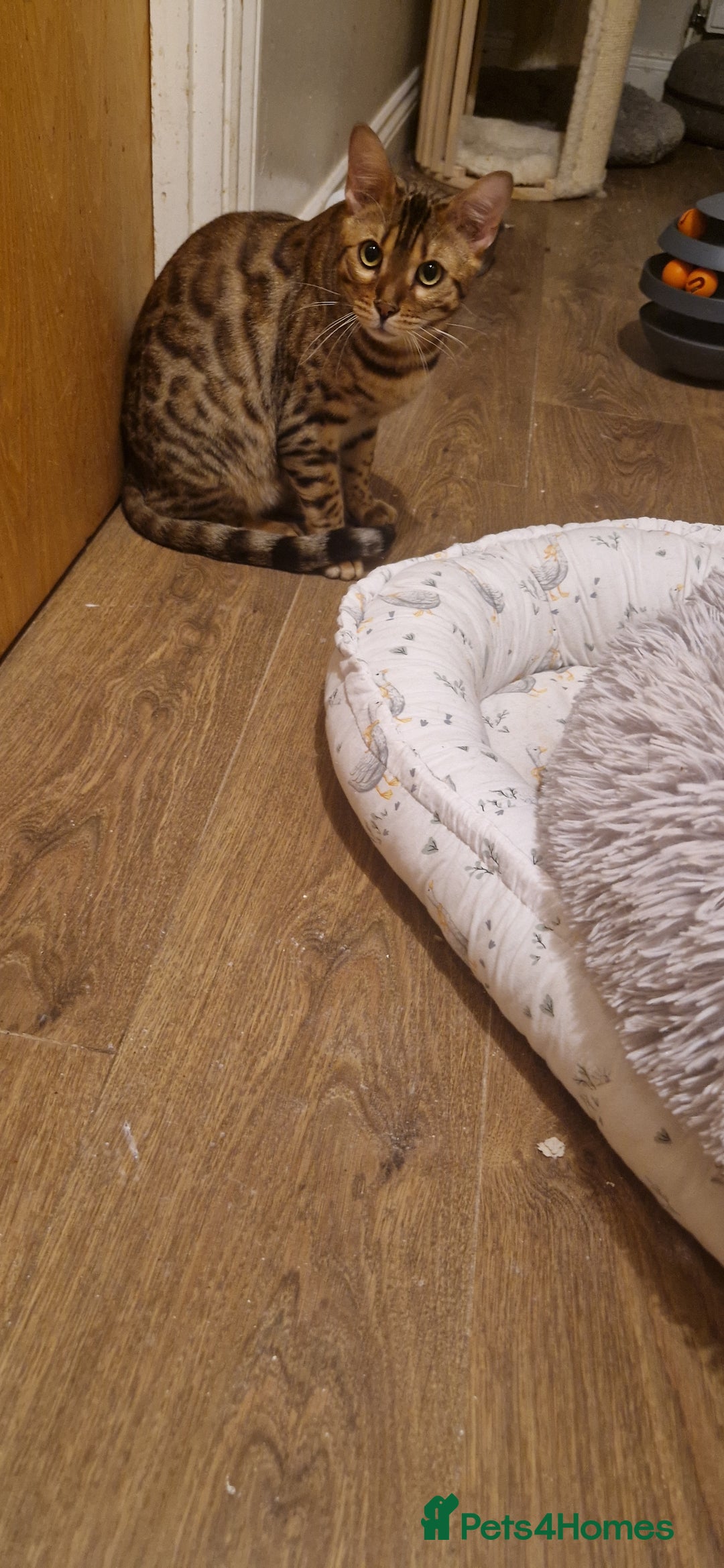 Bengal cats for sale: Pure Bengal Boy❤️ - Advert 5