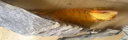 Bearded Dragon reptiles for sale: Red bearded dragon in Southampton - Advert 2