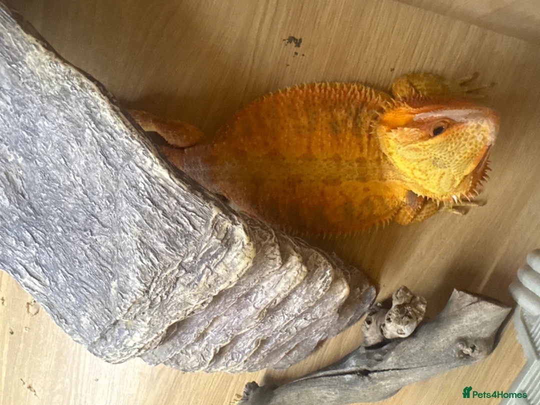 Bearded Dragon reptiles for sale: Red bearded dragon in Southampton - Advert 2