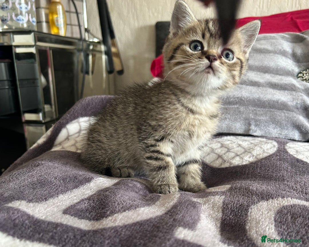 British Shorthair cats for sale: British shorthair kittens  - Image 34