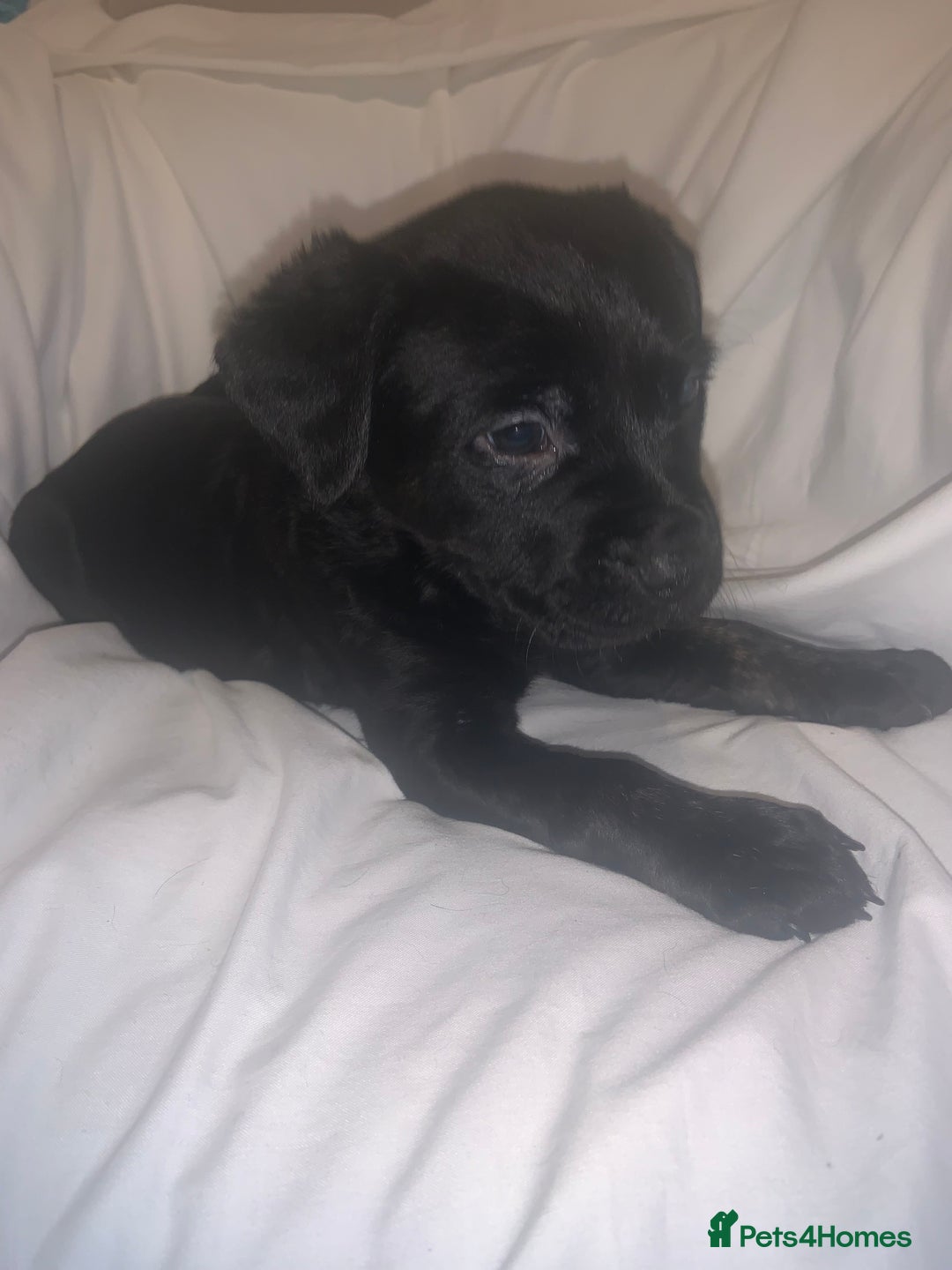 Mixed Breed dogs for sale: Rotti X puppies  - Advert 6