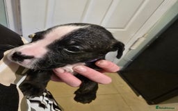 Mixed Breed dogs for sale: Bullmastiff x staff puppies - Image 12