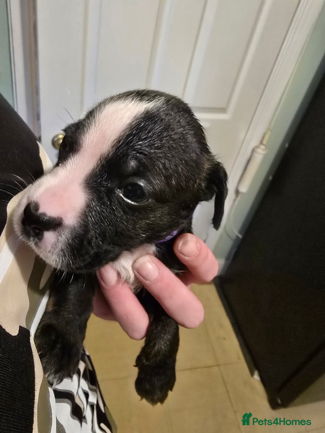 Mixed Breed dogs for sale: Bullmastiff x staff puppies - Image 12