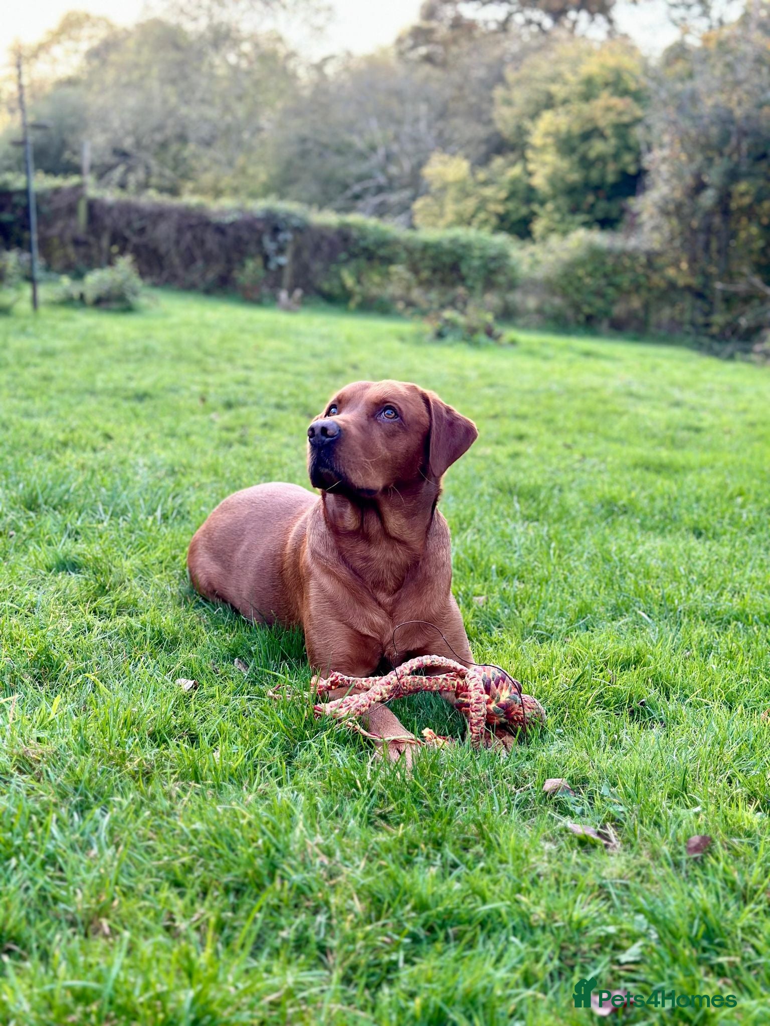 Labrador Retriever dogs Stanley - Advert 2