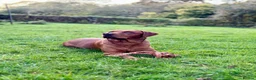 Labrador Retriever dogs for stud: Stanley in Tadley - Advert 2