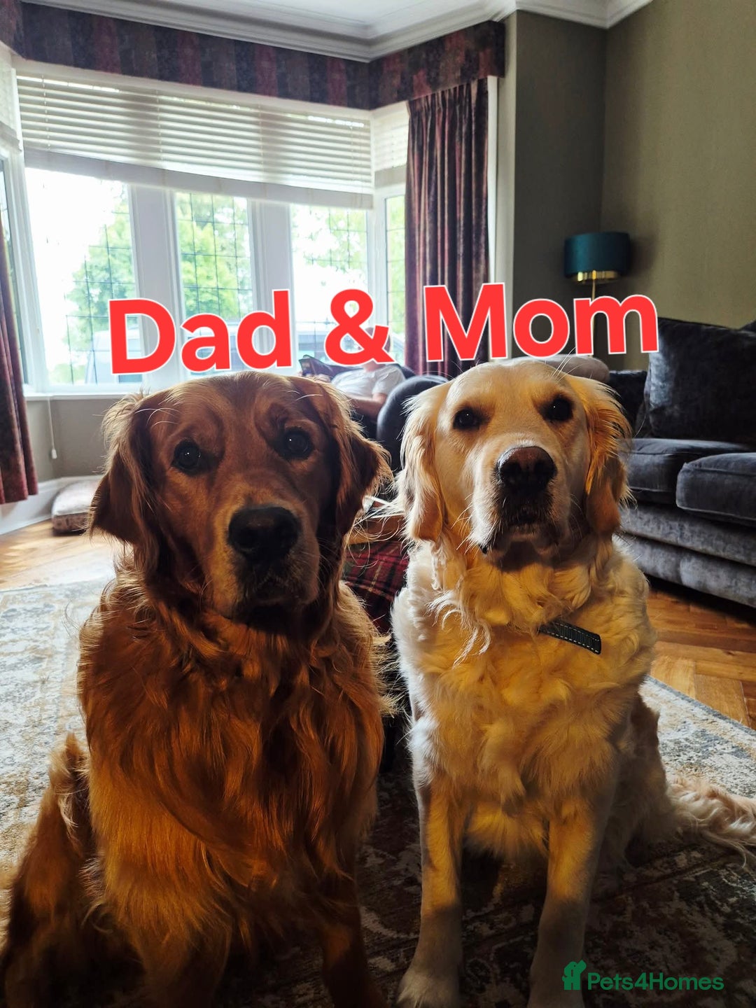 Golden Retriever dogs for sale: Beautiful Golden Retriever pups - Image 2