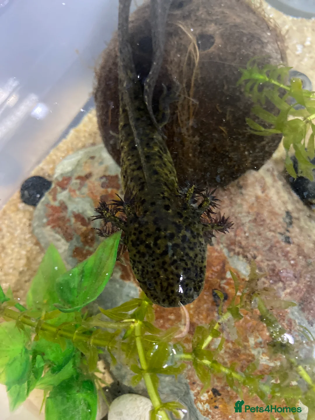 Axolotl reptiles for sale: Axolotl juveniles available in Manchester.  - Advert 7