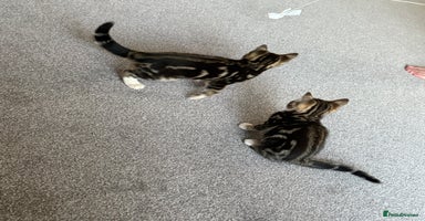Bengal cats - Advert 16