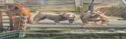 English Bulldog dogs for sale: New English bulldog  - Advert 9