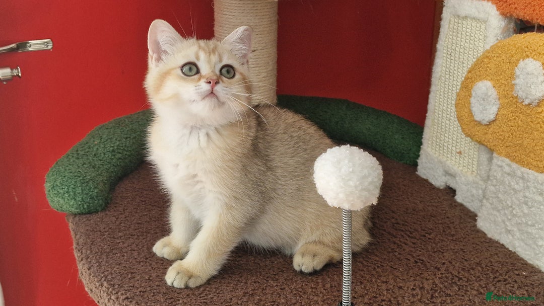 Scottish Fold cats for sale: Scottish straight boy ready to leave - Image 13