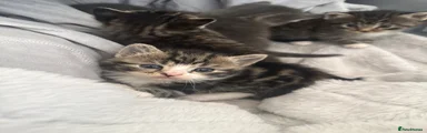 Mixed Breed Kitten 1