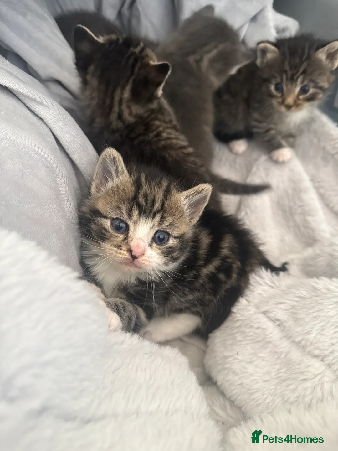 Mixed Breed cats for sale: Kittens  in Haverhill - Advert 17