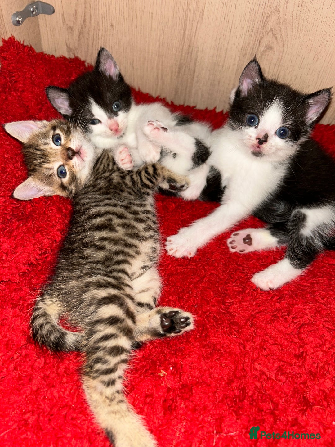 Mixed Breed cats for sale: Kittens  in Lincoln - Image 15