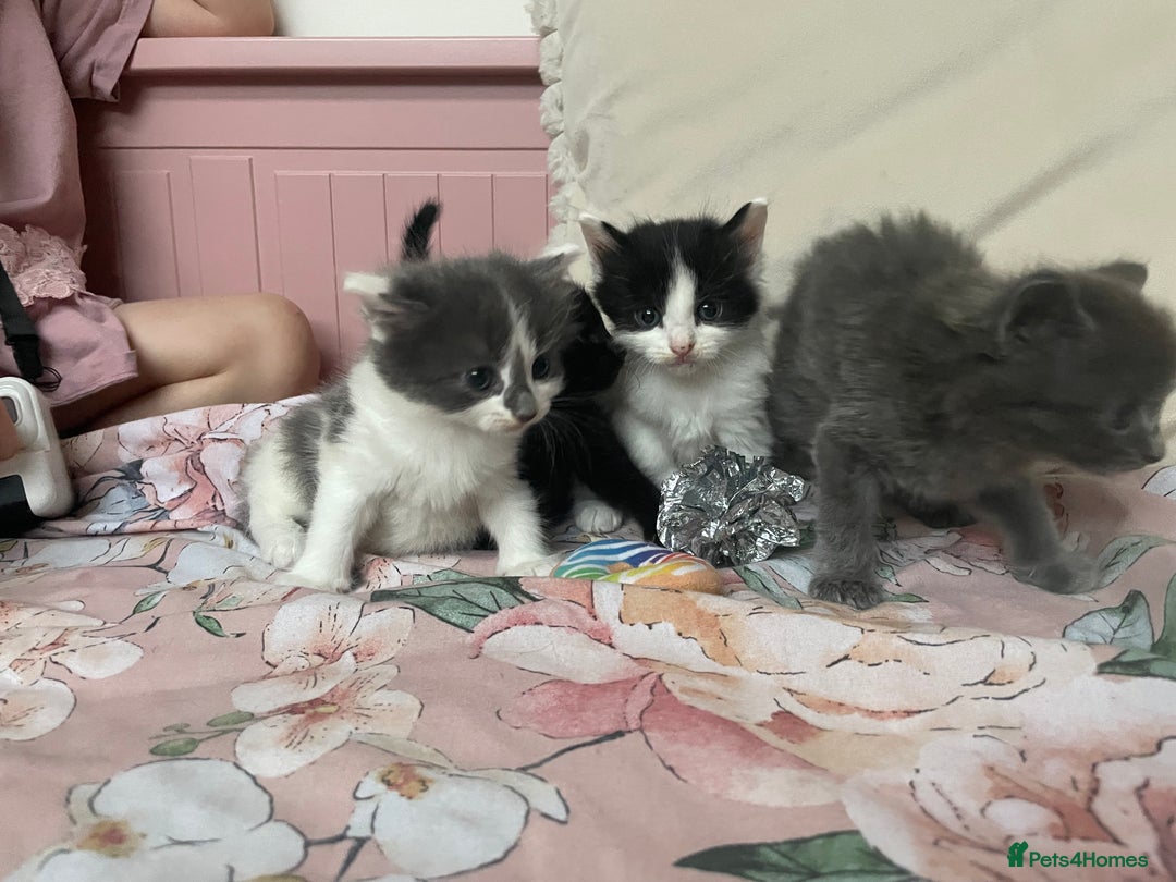 Mixed Breed cats for sale: Four beautiful kittens  - Image 5