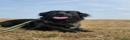 Mixed Breed dogs for adoption: Winston needs a new home  in Dinas Powys - Advert 2