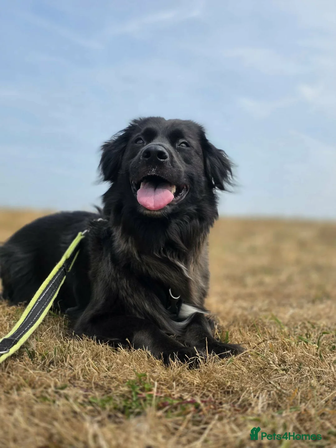 Mixed Breed dogs for adoption: Winston needs a new home  in Dinas Powys - Advert 2