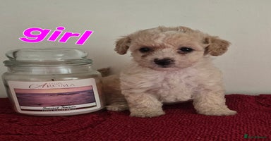 Maltipoo dogs - Advert 7