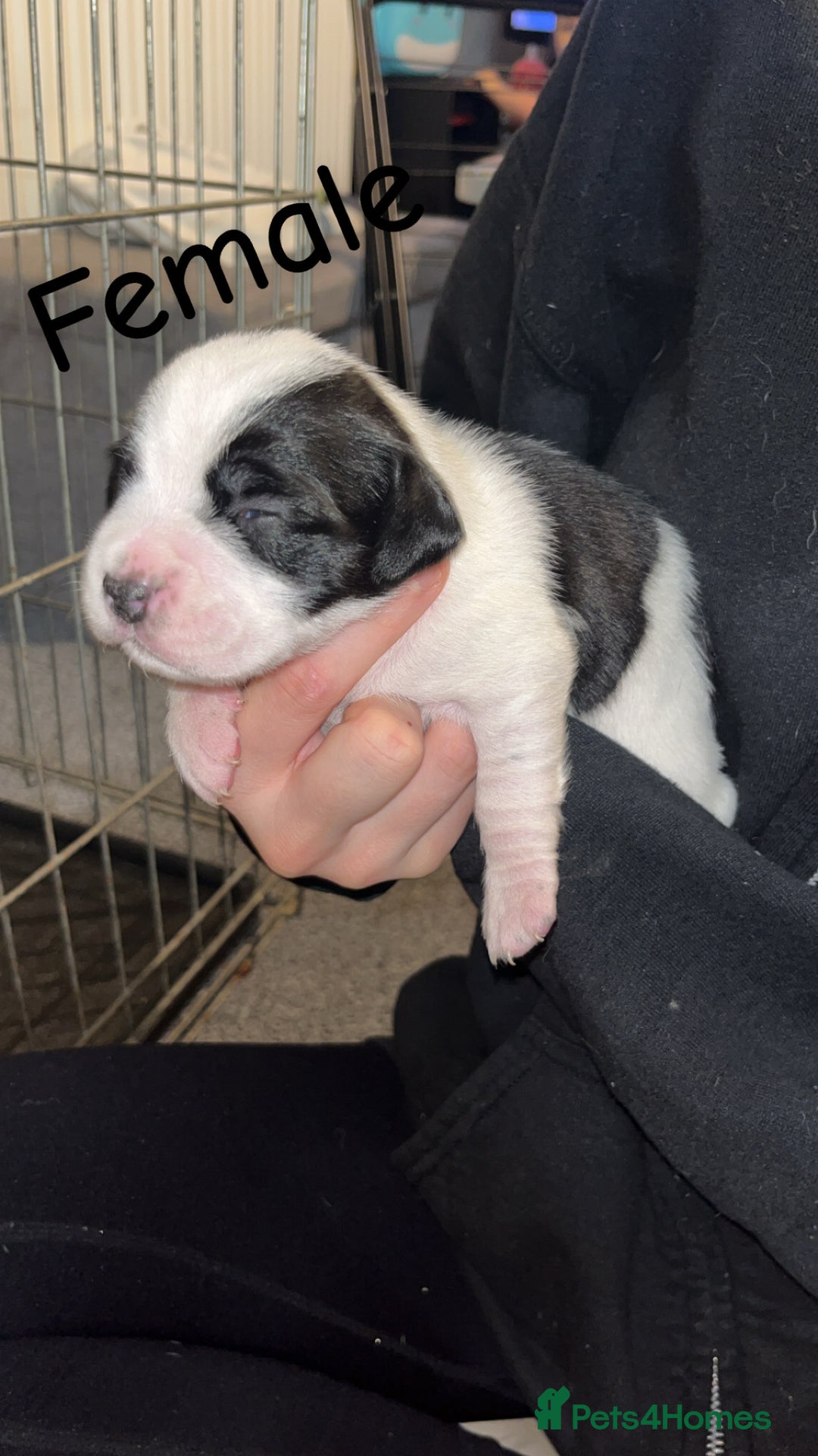 Mixed Breed dogs for sale: 6 spaniel, beagle, jack Russell cross for sale  - Image 5