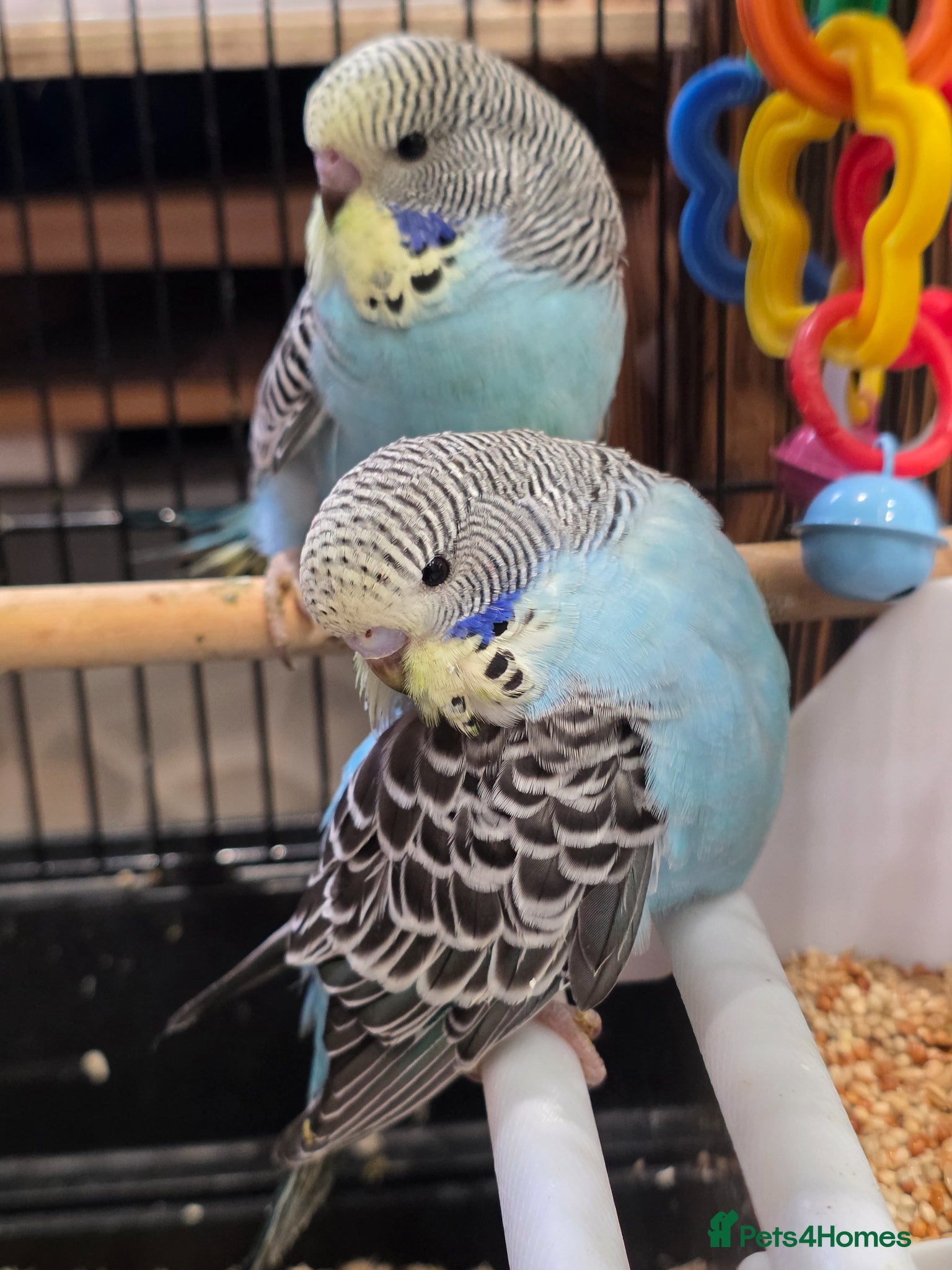 Budgerigars birds Baby budgies for sale  - Advert 13