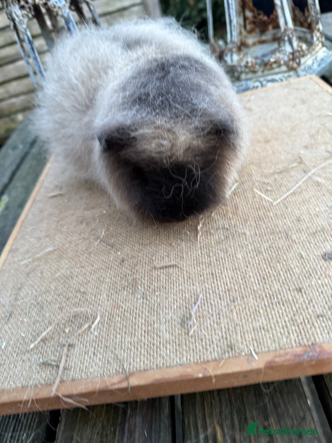 Guinea Pig rodents for sale: Pure bred California & Swiss guineapigs  - Advert 14