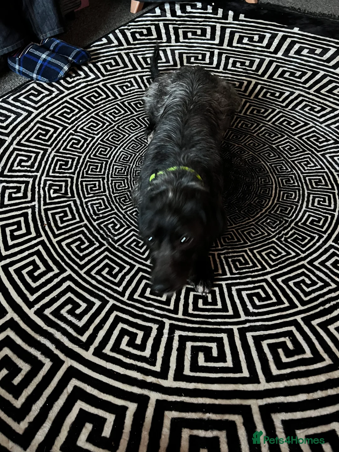 Mixed Breed dogs for sale: 1 year old lab x cockpoo  - Advert 3