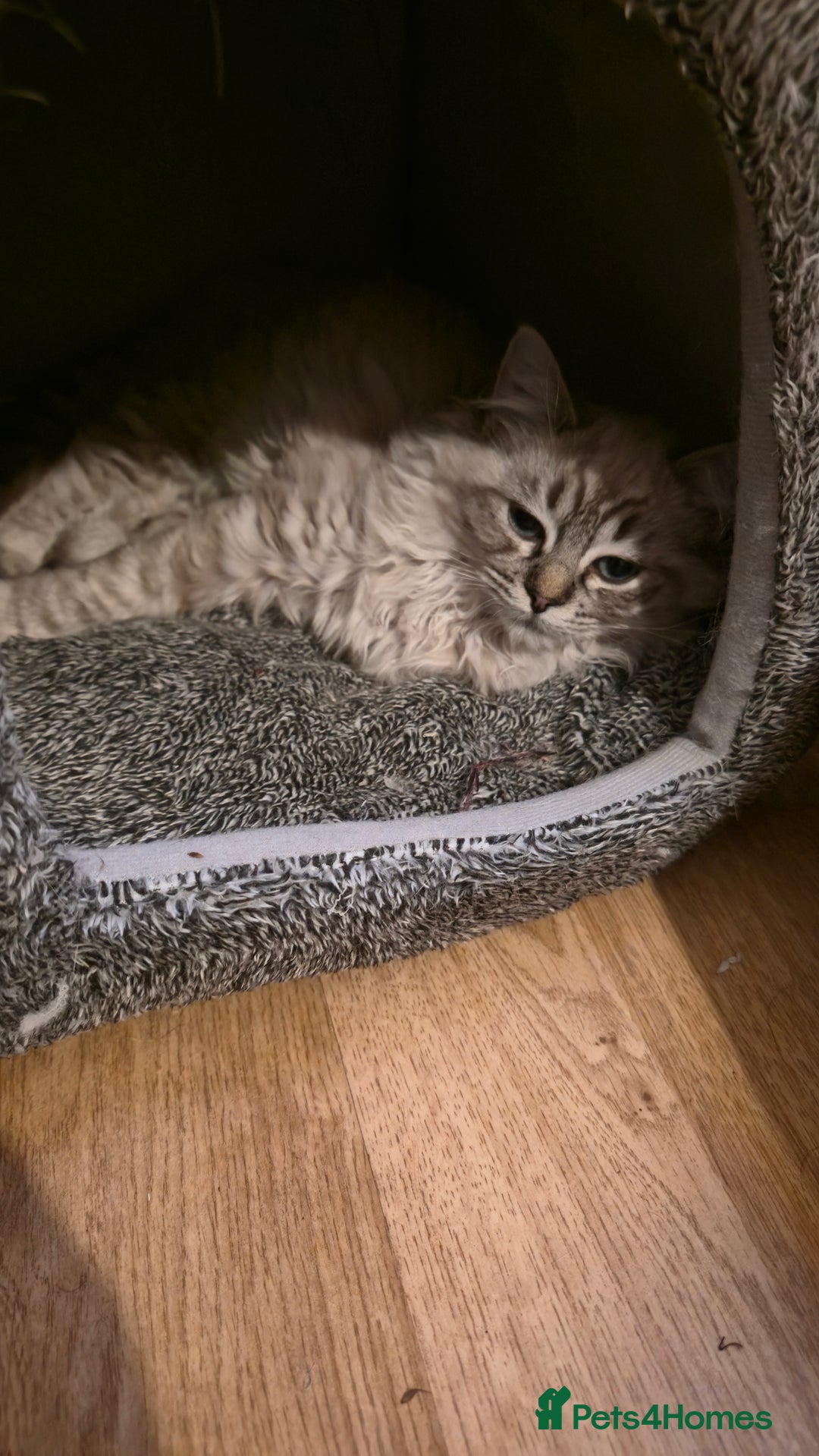 Ragdoll cats for sale: Adorable Ragdoll cross Scottish Straight - Advert 9