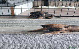Border Terrier dogs for sale: Border Terrier Pups - Image 9
