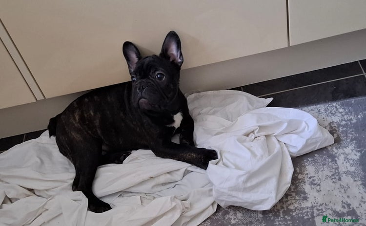French Bulldog dogs READY TO LEAVE! An adorable puppy for sale!! 🐶💕 - Advert 4