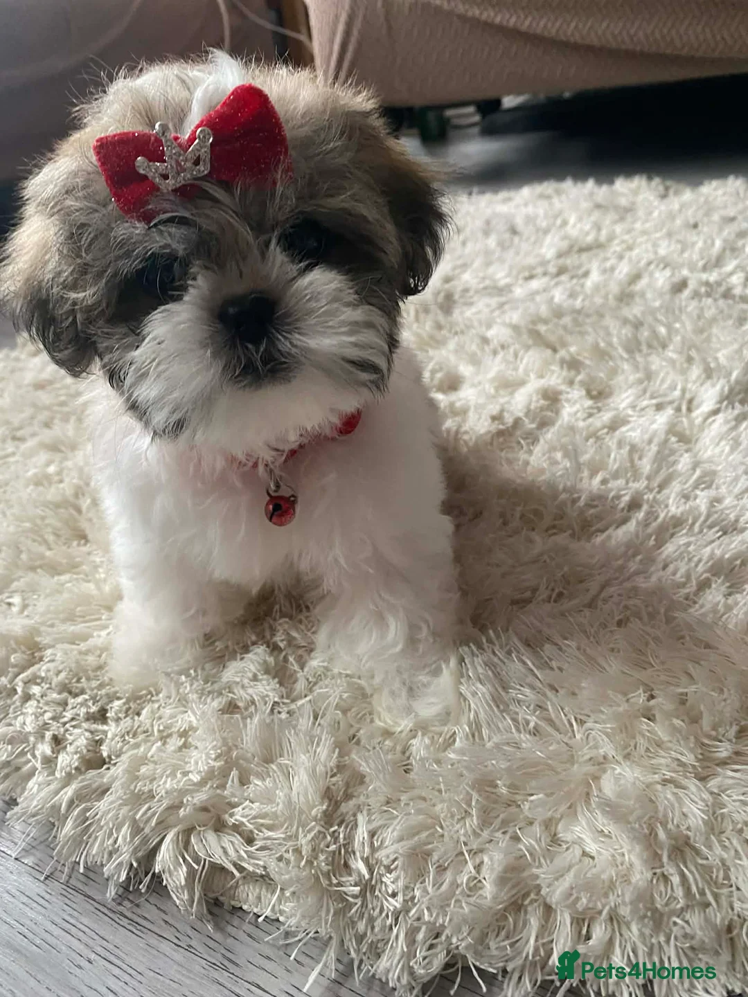Malshi dogs for sale: ONLY 1 GIRL MINI MALSHI PUPPIES LEFT  - Advert 1